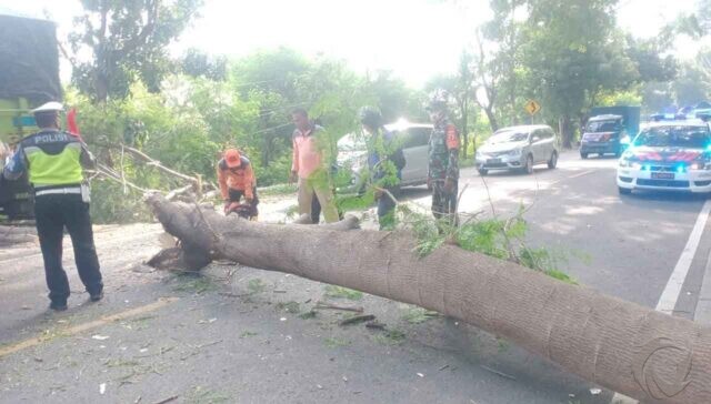 Mobil Tertimpa Pohon Tumbang di Situbondo, Satu Penumpang Patah Tulang