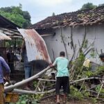 Tertimpa Pohon Tumbang, 2 Rumah Warga Situbondo Rusak Berat