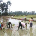 Masuk Musim Tanam Kedua, Petani Situbondo Waswas Hama Penggerek Batang