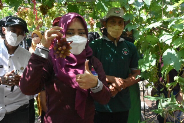 Pulihkan Ekonomi, Desa Kedungmaling Mojokerto Rintis Wisata Kampung Anggur