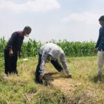 Diduga Situs Mirip Candi Ditemukan di Lahan Persawahan Mojokerto 