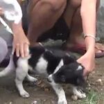 120 Anjing Piaraan di Kampung Kristen Jember Divaksin Rabies