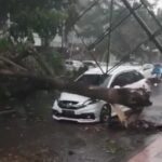 Sejumlah Wilayah di Jember Disapu Angin Kencang, Dua Mobil Tertimpa Pohon Tumbang