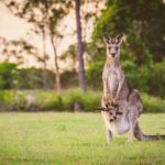Kanguru Ternyata Juga Gunakan Ekor Sebagai Kaki Tambahan Saat Berjalan