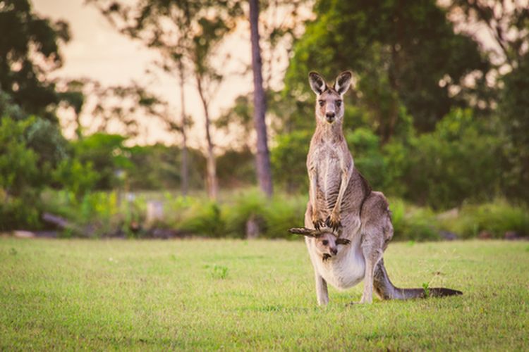 Kanguru Ternyata Juga Gunakan Ekor Sebagai Kaki Tambahan Saat Berjalan