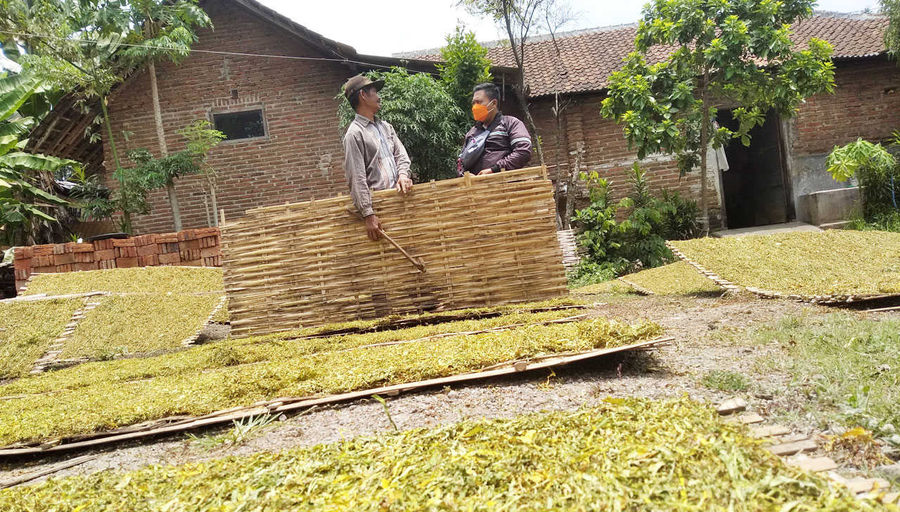 petani tembakau bondowoso