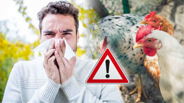 Virus Flu Burung dari China Dikhawatirkan Lebih Menular