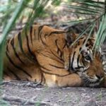 Cari Sinyal Ponsel, Pemuda di Jambi Tewas Diterkam Harimau