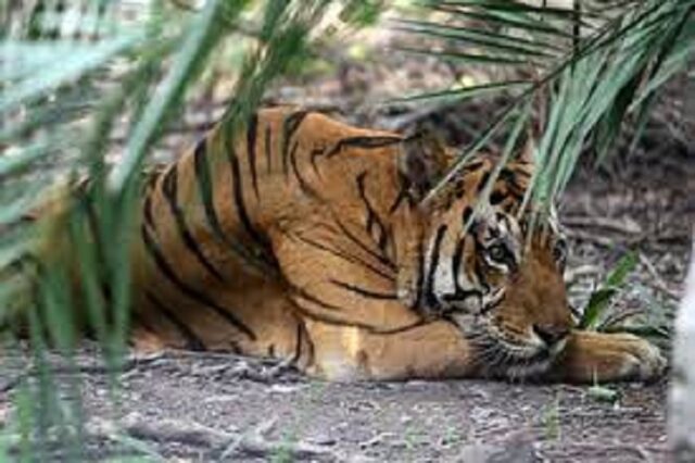 Cari Sinyal Ponsel, Pemuda di Jambi Tewas Diterkam Harimau