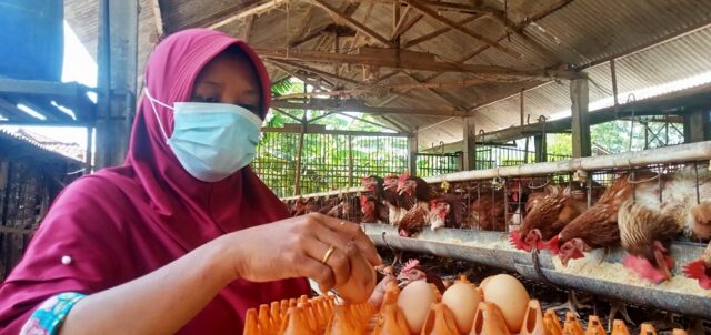 ASN Diminta Beli Telur Peternak, Pemkab Jombang Diduga Pilih Kasih Tentukan Pemasok