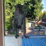 Dua Ekor Monyet Liar di Situbondo, Satroni Rumah Warga