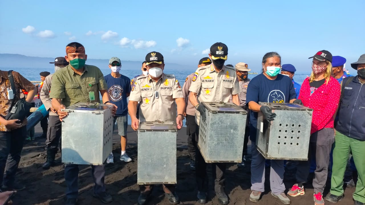 Pemkab Jember Lepaskan 40 Kera dan 4 Ular Piton di Pulau Nusabarong