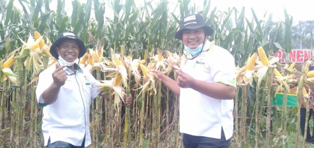 Petani Jember Resah, Jatah Pupuk Bersubsidi Terbatas