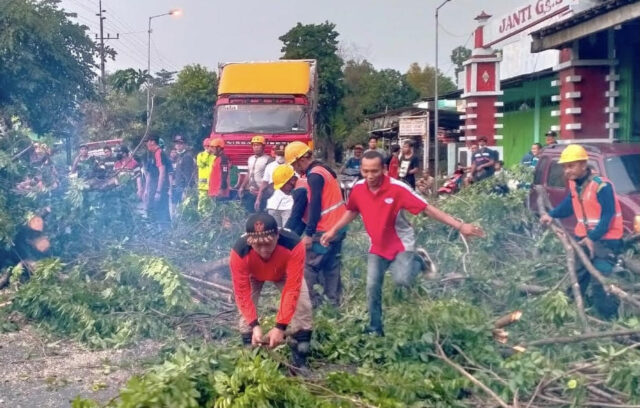 Hujan Lebat Disertai Angin, Sejumlah Tempat di Mojokerto Pohon Tumbang