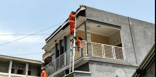 Sarang Lebah di Kediri Resahkan Warga, Dievakuasi Petugas Damkar