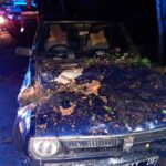 Pohon Tumbang Timpa Mobil di Situbondo, Penumpang Luka Lecet, Pantura Sempat Macet