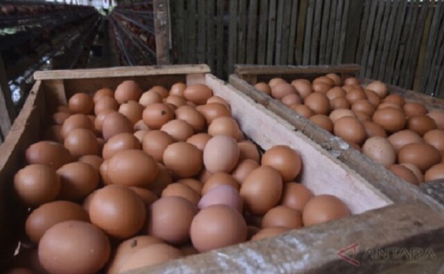Terkait Surat Edaran ASN untuk Beli Telur, Anggota DPRD Jombang Pro Kontra