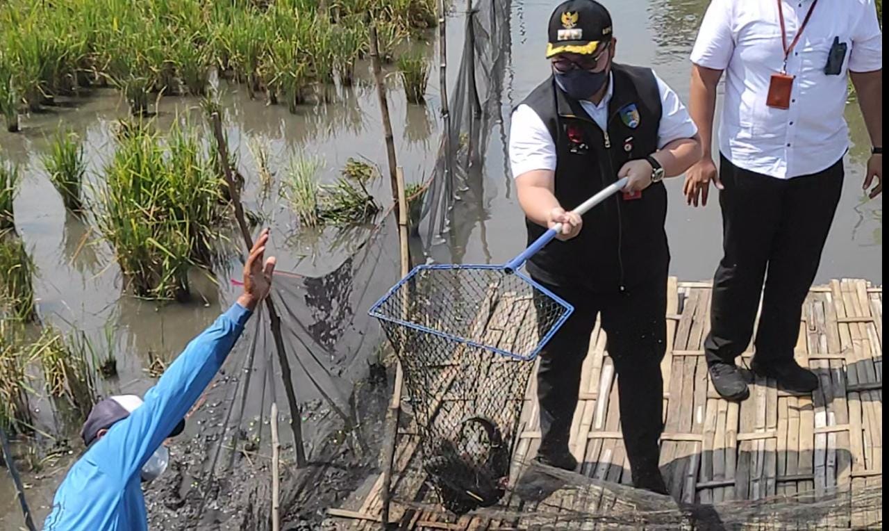 Petani Di Kediri Panen Ikan Nila Perdana Dengan Sistem Minapadi FaktualNews Co