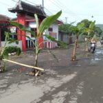 Kesal Tak Kunjung Diperbaiki, Warga di Blitar Tanam Pohon Pisang di Jalan Rusak