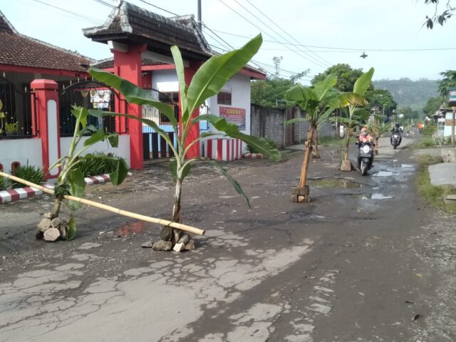 Kesal Tak Kunjung Diperbaiki, Warga di Blitar Tanam Pohon Pisang di Jalan Rusak