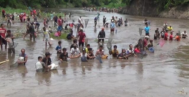 Tradisi Asatan, Ratusan Warga Situbondo Berburu Ikan di Sungai yang Dikeringkan