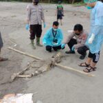 Cari Kelapa di Pantai, Pemuda di Blitar Temukan Mayat Tinggal Kerangka