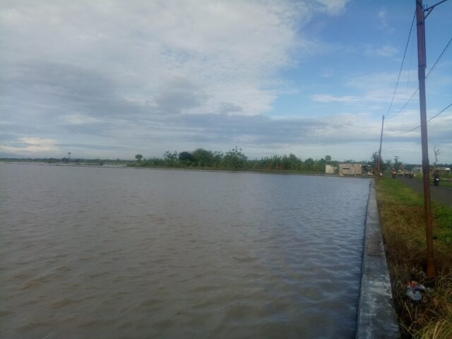 Hektaran Padi Baru Tanam di Jombang Terendam Air, Petani Terancam Merugi