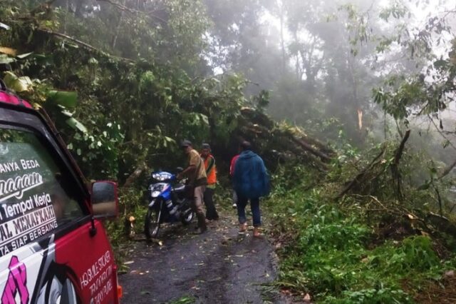 Pohon Roboh Lumpuhkan Akses Senduro Lumajang ke Pos Pendakian Semeru