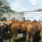 Tingkatkan Kualitas dan Penuhi Kebutuhan Daging, Pemkab Lumajang Inseminasi 200 Sapi dan Kerbau