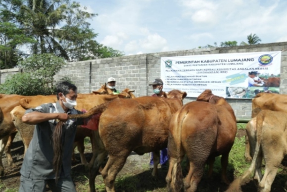 Tingkatkan Kualitas dan Penuhi Kebutuhan Daging, Pemkab Lumajang Inseminasi 200 Sapi dan Kerbau