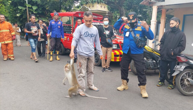 Drama Penangkapan Monyet yang Lepas dari Kandang di Probolinggo