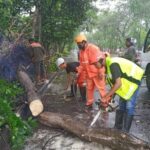 Bupati Sidoarjo Instruksikan DLHK Rajin Kepras Pohon Berpotensi Tumbang