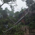 Pohon Tumbang di Gondang Mojokerto Hantam Tiang Listrik, Satu Orang Tewas