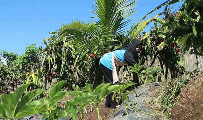 Harga Porang Anjlok, Petani di Banyuwangi Minta Dinas Pertanian Berperan