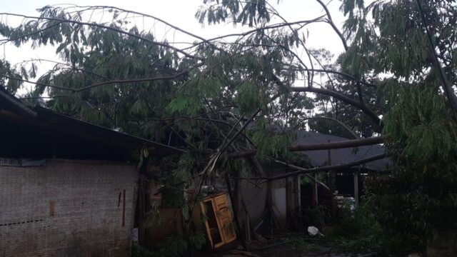Dua Rumah di Blitar Rusak Ditimpa Pohon Tumbang