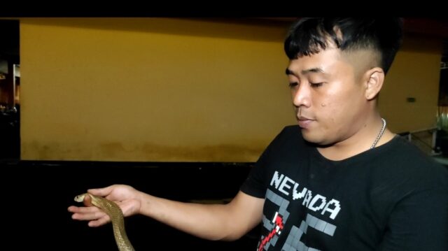 Tim Damkar Jember Evakuasi Ular Kobra Jawa Bersembunyi di Atas Lemari Warga