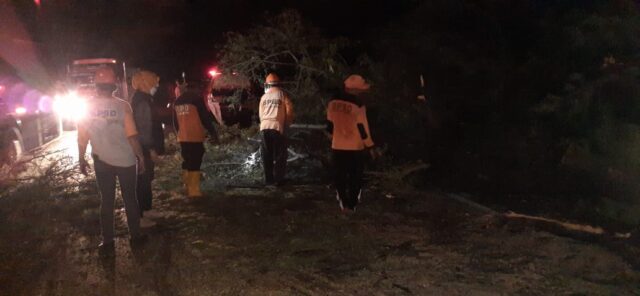 Pohon Tumbang, Jalur Pantura Situbondo Sempat Macet Total