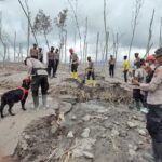 Kerahkan 11 Anjing Pelacak, Petugas Temukan 13 Korban Erupsi Gunung Semeru