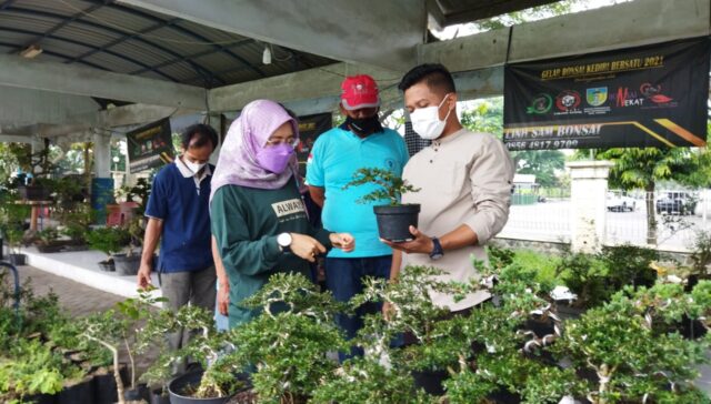 Ratusan Bonsai Adu Cantik di Simpang Lima Gumul Kediri