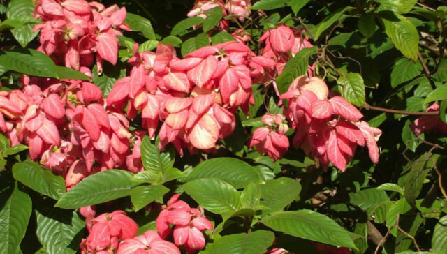 9 Langkah Mudah Bertanam Bunga Nusa Indah