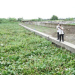 Pendangkalan Sungai dan Enceng Gondok Jadi Biang Langganan Banjir di Kecamatan Waru Sidoarjo