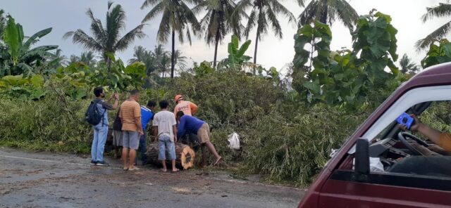 Tertimpa Pohon Tumbang di Situbondo, Sebuah Motor Ringsek 
