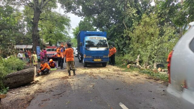Pohon Besar Tumbang Melintang Jalan di Bondowoso, Jalan Macet dan Listrik Padam