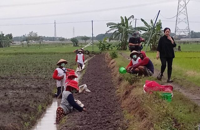 Kunjungi Nganjuk, Puan Maharani Menanam Bawang Bersama Petani