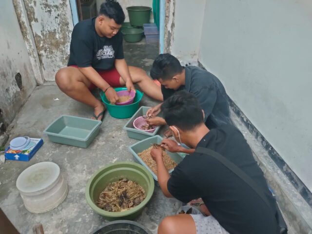 Manfaatkan Sampah Organik, Mahasiswa di Jombang Kumpulkan Cuan dengan Budidaya Maggot
