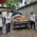 Petugas Perhutani di Situbondo Amankan Pick Up Bermuatan 35 Balok Kayu Sonokeling Diduga Ilegal