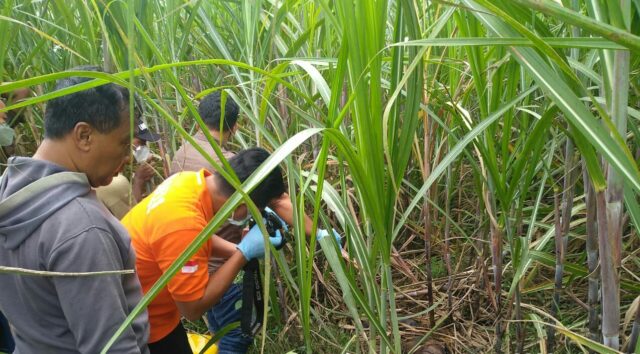 Pengamatan Fisik Ungkap Identitas Mayat Perempuan di Areal Tebu Jombang