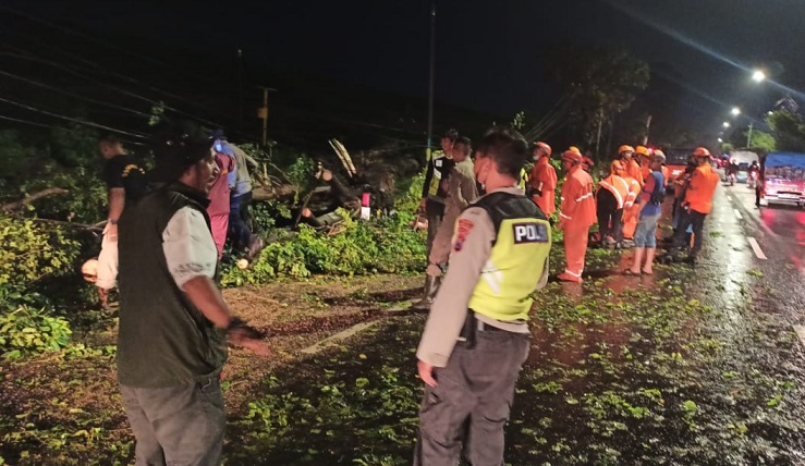 Pengendara Asal Pasuruan Tewas Tertimpa Pohon Tumbang di Sidoarjo