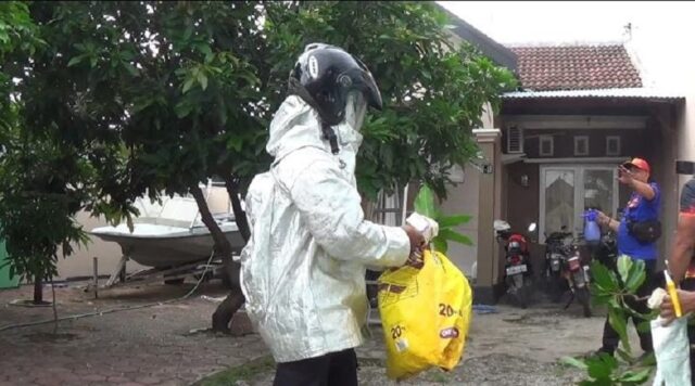 Petugas Damkar Situbondo Evakuasi Sarang Tawon Vespa Sebesar Buah Kelapa