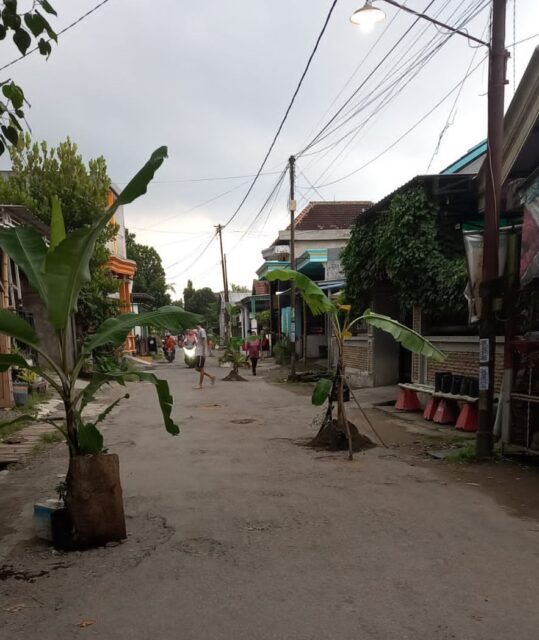 Jalan Rusak di Jombang Ditanami Pisang, Begini Respon Pemkab